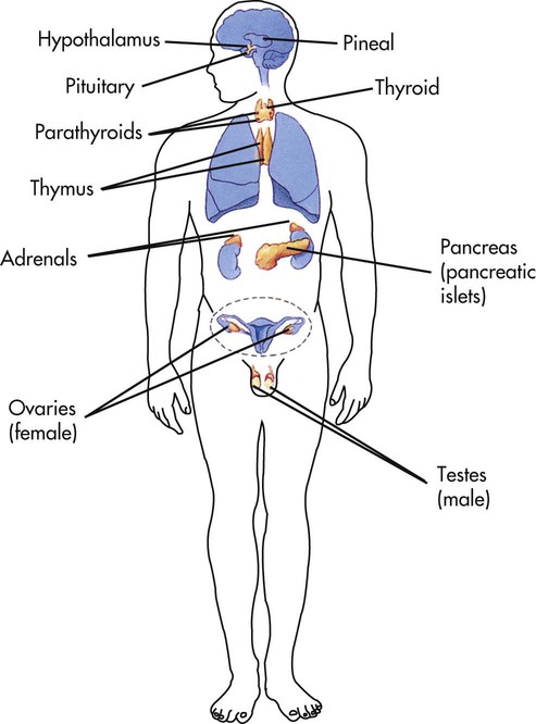 Endocrine system diagram